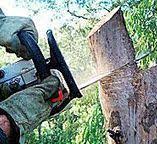Best Arborist Consultation Services  in Lowes Island, VA