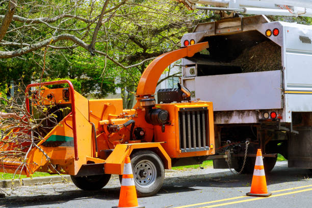 How Our Tree Care Process Works  in  Lowes Island, VA