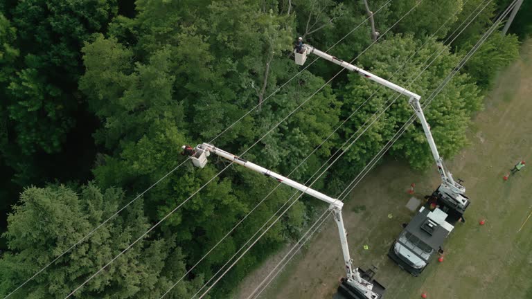 Trusted Lowes Island, VA Tree Services Experts