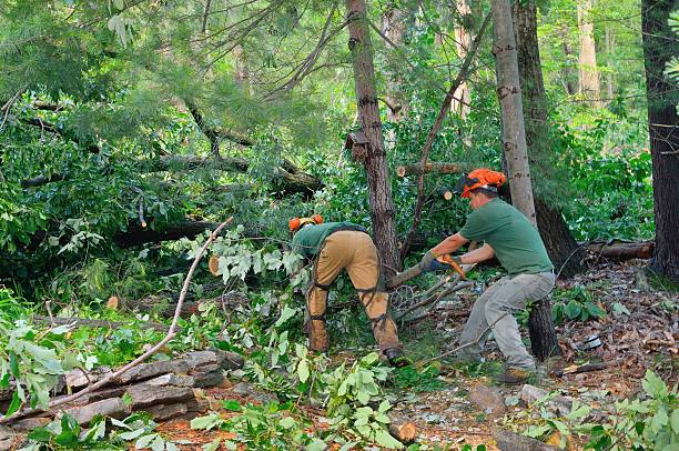  Lowes Island, VA Tree Services Pros